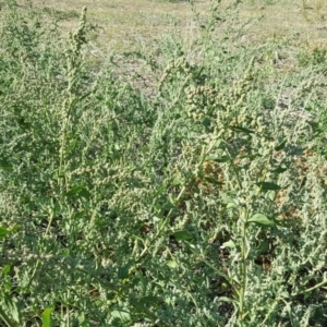 Chenopodium album at Wanniassa Hill - 10 Mar 2018 04:40 PM