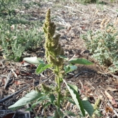 Amaranthus retroflexus (Redroot Amaranth) at Wanniassa Hill - 10 Mar 2018 by Mike