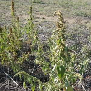 Amaranthus retroflexus at Wanniassa Hill - 10 Mar 2018