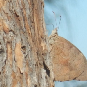 Heteronympha merope at Red Hill, ACT - 10 Mar 2018