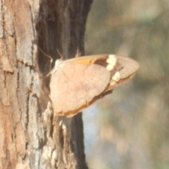 Heteronympha merope at Red Hill, ACT - 10 Mar 2018