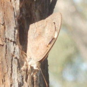 Heteronympha merope at Red Hill, ACT - 10 Mar 2018