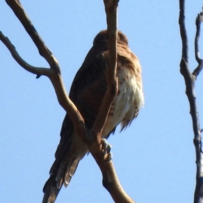 Falco berigora (Brown Falcon) at Rendezvous Creek, ACT - 10 Mar 2018 by KMcCue
