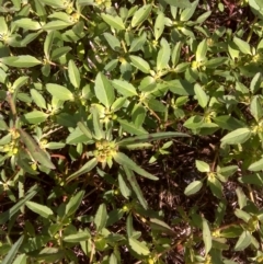 Euphorbia davidii (David's Spurge) at Isaacs Ridge and Nearby - 8 Mar 2012 by Mike
