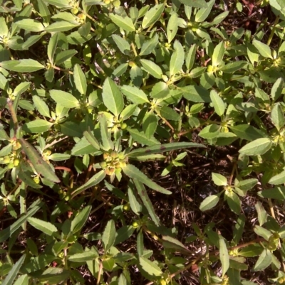 Euphorbia davidii (David's Spurge) at Isaacs Ridge and Nearby - 8 Mar 2012 by Mike