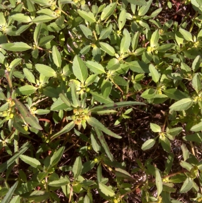 Euphorbia davidii (David's Spurge) at Jerrabomberra, ACT - 8 Mar 2012 by Mike