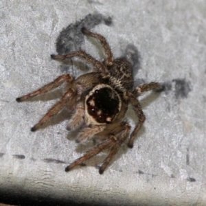 Maratus griseus at Melba, ACT - 12 Nov 2017 02:25 PM