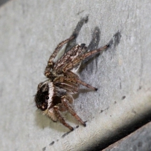 Maratus griseus at Melba, ACT - 12 Nov 2017 02:25 PM