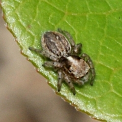 Salticidae (family) (Unidentified Jumping spider) at Melba, ACT - 12 Nov 2017 by PeteWoodall