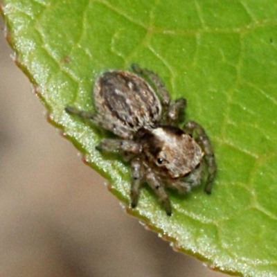 Salticidae (family) (Jumping spider) at Melba, ACT - 12 Nov 2017 by PeteWoodall