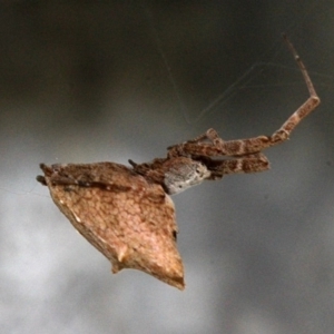 Uloboridae (family) at Melba, ACT - 12 Nov 2017 02:28 PM