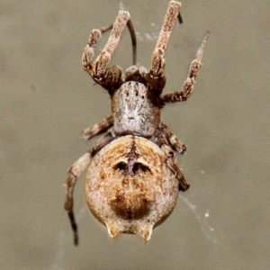 Uloboridae (family) at Melba, ACT - 12 Nov 2017