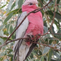 Eolophus roseicapilla (Galah) at Conder, ACT - 28 Feb 2018 by MichaelBedingfield