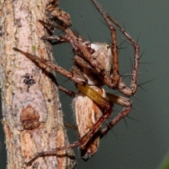 Oxyopes (genus) (Lynx spider) at Melba, ACT - 12 Nov 2017 by PeteWoodall