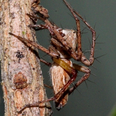 Oxyopes (genus) (Lynx spider) at Melba, ACT - 12 Nov 2017 by PeteWoodall