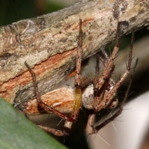 Oxyopes sp. (genus) at Melba, ACT - 12 Nov 2017 03:05 PM