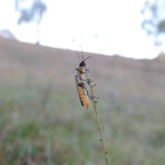 Chauliognathus lugubris (Plague Soldier Beetle) at Conder, ACT - 28 Feb 2018 by michaelb