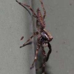 Helpis minitabunda (Threatening jumping spider) at Melba, ACT - 12 Nov 2017 by PeteWoodall