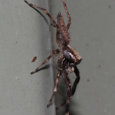 Helpis minitabunda (Threatening jumping spider) at Melba, ACT - 12 Nov 2017 by PeteWoodall