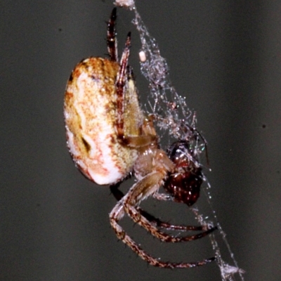 Plebs eburnus (Eastern bush orb-weaver) at Melba, ACT - 12 Nov 2017 by PeteWoodall