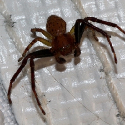 Thomisidae (family) (Unidentified Crab spider or Flower spider) at Melba, ACT - 12 Nov 2017 by PeteWoodall