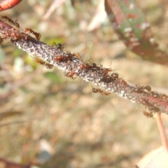 Papyrius nitidus (Shining Coconut Ant) at Red Hill, ACT - 10 Mar 2018 by MichaelMulvaney