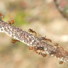 Papyrius nitidus at Red Hill, ACT - 10 Mar 2018