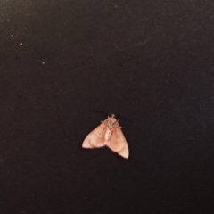 Scopula rubraria at Hughes, ACT - 11 Mar 2018 12:00 AM