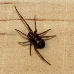 Steatoda grossa (Cupboard or Brown house spider) at Melba, ACT - 13 Nov 2017 by PeteWoodall