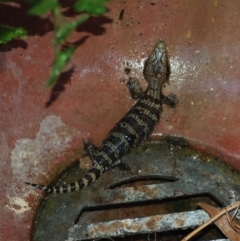 Tiliqua scincoides scincoides (Eastern Blue-tongue) at Aranda, ACT - 20 Jan 2007 by KMcCue