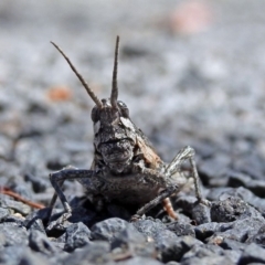 Coryphistes ruricola (Bark-mimicking Grasshopper) at Namadgi National Park - 9 Mar 2018 by RodDeb