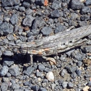 Coryphistes ruricola at Cotter River, ACT - 9 Mar 2018