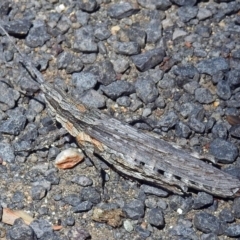 Coryphistes ruricola at Cotter River, ACT - 9 Mar 2018