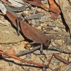Goniaea opomaloides (Mimetic Gumleaf Grasshopper) at Namadgi National Park - 9 Mar 2018 by RodDeb