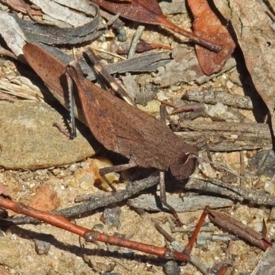 Goniaea opomaloides (Mimetic Gumleaf Grasshopper) at Namadgi National Park - 9 Mar 2018 by RodDeb