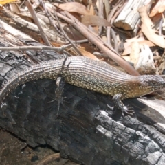 Egernia cunninghami (Cunningham's Skink) at Rendezvous Creek, ACT - 31 Jan 2006 by KMcCue
