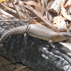 Egernia cunninghami at Rendezvous Creek, ACT - 31 Jan 2006 02:50 PM