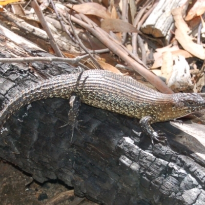 Egernia cunninghami (Cunningham's Skink) at Rendezvous Creek, ACT - 31 Jan 2006 by KMcCue