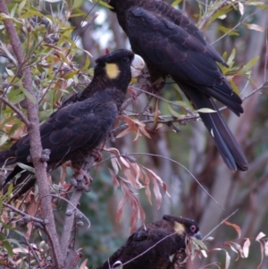 Zanda funerea at Aranda, ACT - 16 Dec 2006 08:32 AM