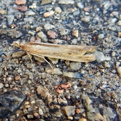 Faveria tritalis (Couchgrass Webworm) at Cotter River, ACT - 9 Mar 2018 by RodDeb