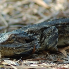 Pogona barbata (Eastern Bearded Dragon) at Aranda, ACT - 5 Mar 2008 by KMcCue