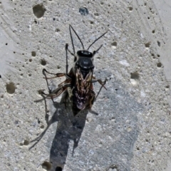 Crabroninae (subfamily) (Unidentified solitary wasp) at Namadgi National Park - 9 Mar 2018 by RodDeb