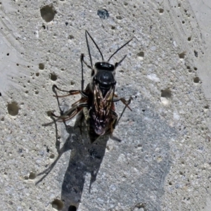 Crabroninae (subfamily) at Cotter River, ACT - 9 Mar 2018 11:29 AM