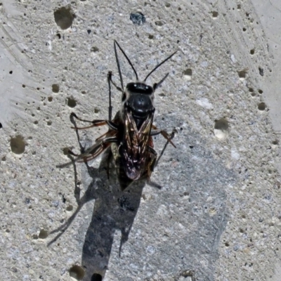 Crabroninae (subfamily) (Unidentified solitary wasp) at Namadgi National Park - 9 Mar 2018 by RodDeb