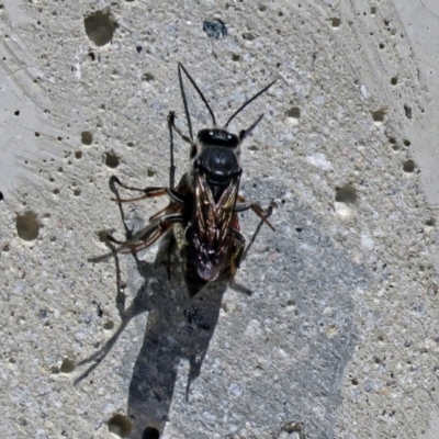 Crabroninae (subfamily) (Unidentified solitary wasp) at Corin Reservoir - 9 Mar 2018 by RodDeb