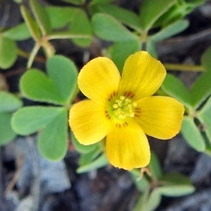 Oxalis sp. at Cotter River, ACT - 9 Mar 2018