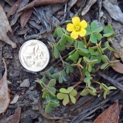 Oxalis sp. at Cotter River, ACT - 9 Mar 2018