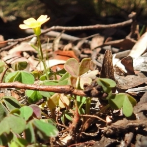 Oxalis sp. at Cotter River, ACT - 9 Mar 2018