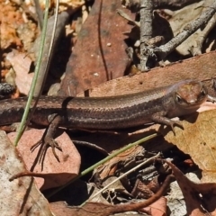 Lampropholis guichenoti (Common Garden Skink) at Cotter River, ACT - 9 Mar 2018 by RodDeb