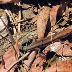 Lampropholis guichenoti at Cotter River, ACT - 9 Mar 2018